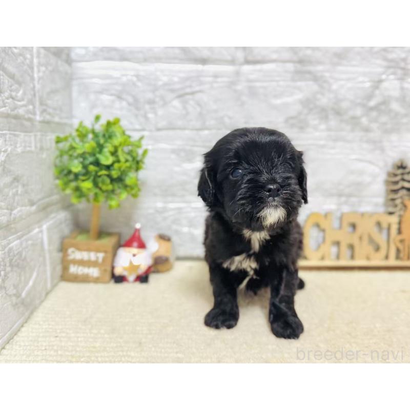 販売中の岐阜県のキャバプー:キャバリア×トイプードル-441173の7枚目