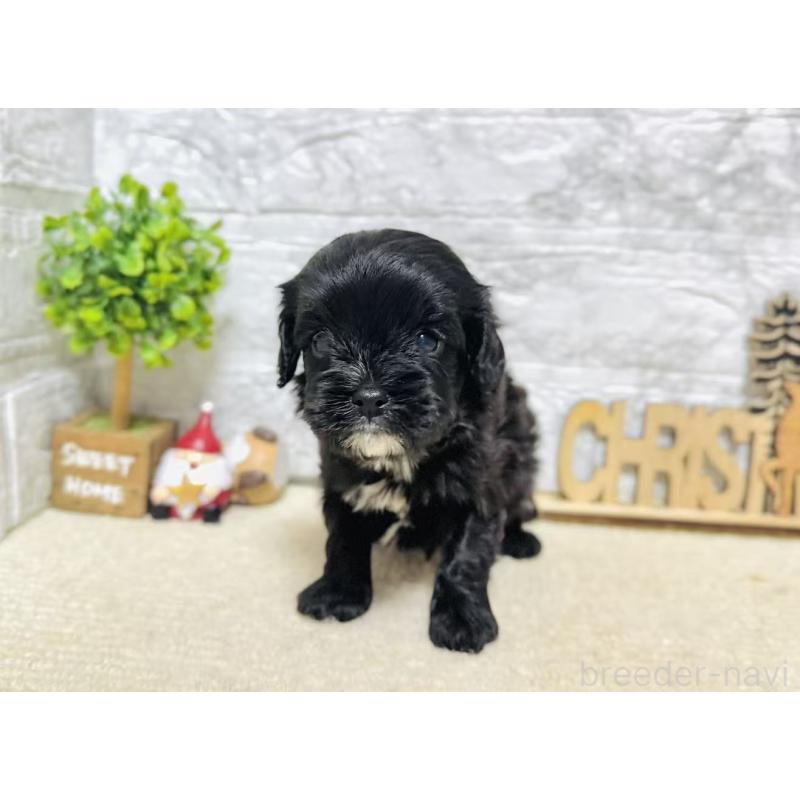 販売中の岐阜県のキャバプー:キャバリア×トイプードル-441173の6枚目