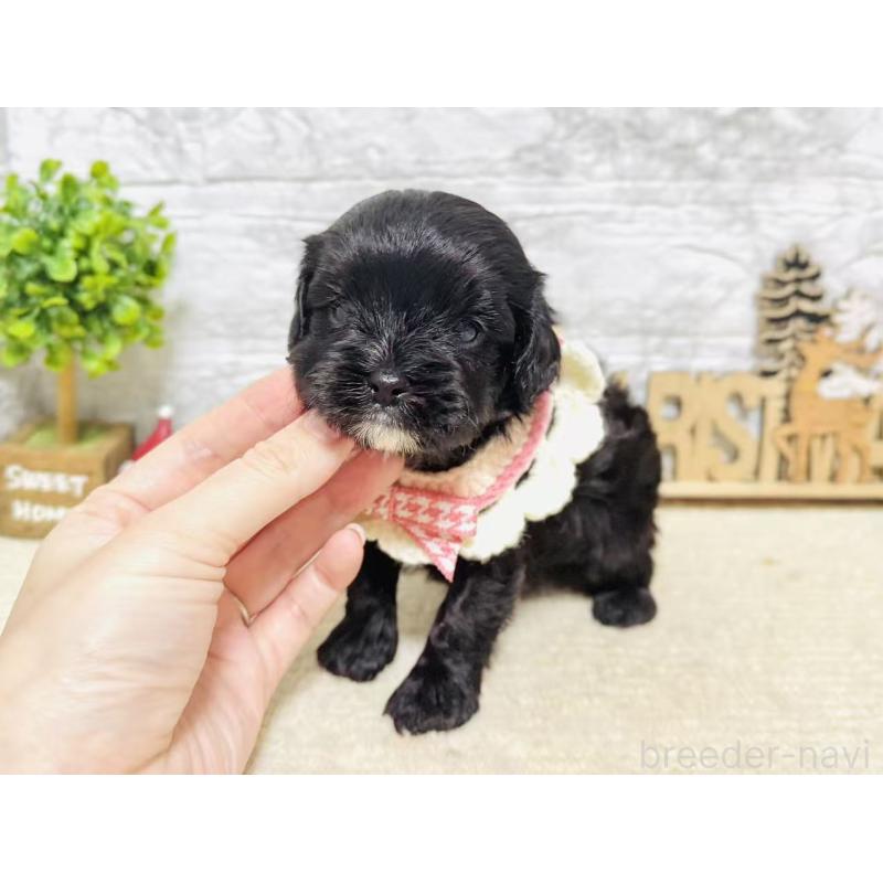 販売中の岐阜県のキャバプー:キャバリア×トイプードル-441173の5枚目