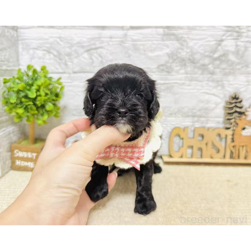 販売中の岐阜県のキャバプー:キャバリア×トイプードル-441173の4枚目