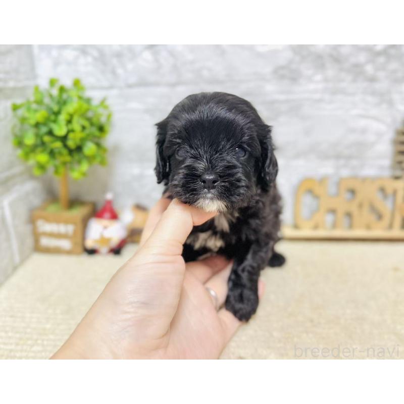 販売中の岐阜県のキャバプー:キャバリア×トイプードル-441173の3枚目