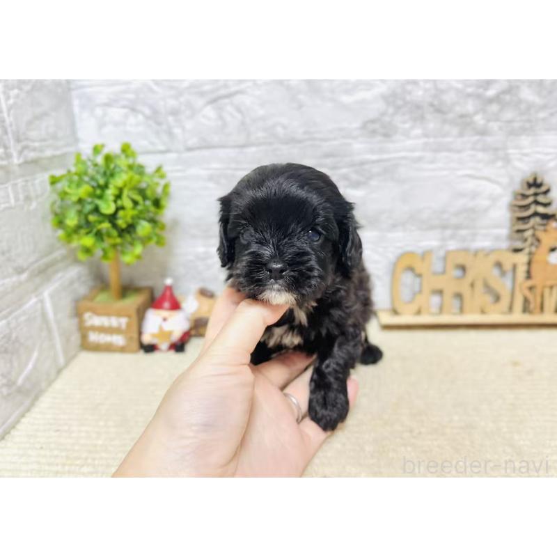 販売中の岐阜県のキャバプー:キャバリア×トイプードル-441173の2枚目