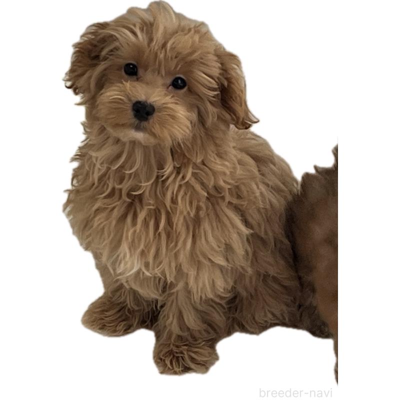 販売中ののマルプー:マルチーズ×トイプードル-416589