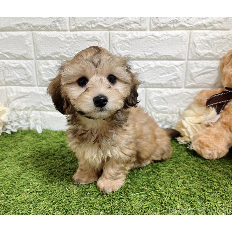 販売中の福岡県のマルックス:マルチーズ×ミニチュアダックスフンド-426473