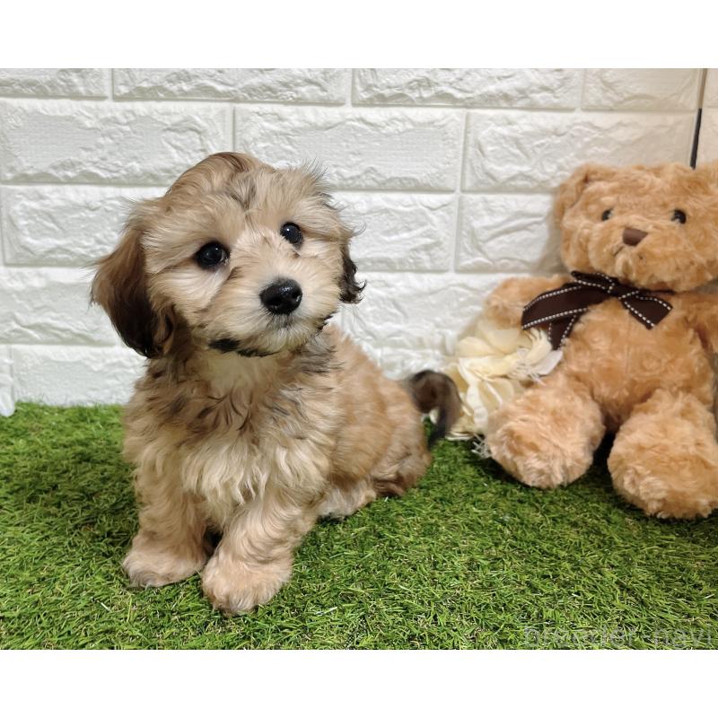 販売中の福岡県のマルックス:マルチーズ×ミニチュアダックスフンド-426473の13枚目