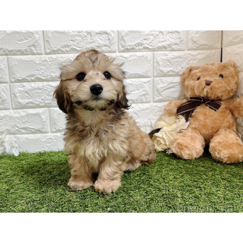 販売中の福岡県のマルックス:マルチーズ×ミニチュアダックスフンド-426473の12枚目