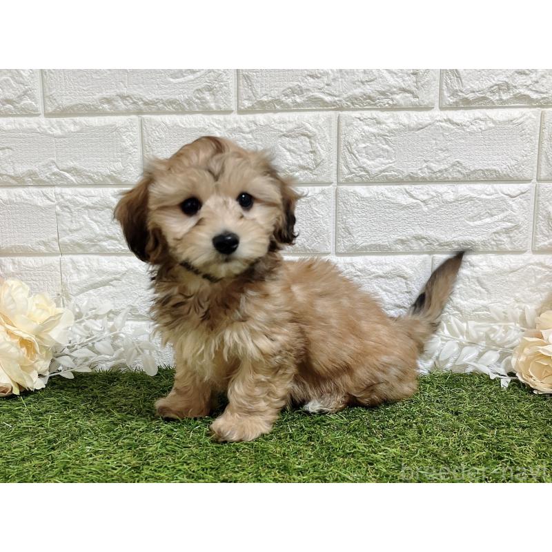 販売中の福岡県のマルックス:マルチーズ×ミニチュアダックスフンド-426473の10枚目