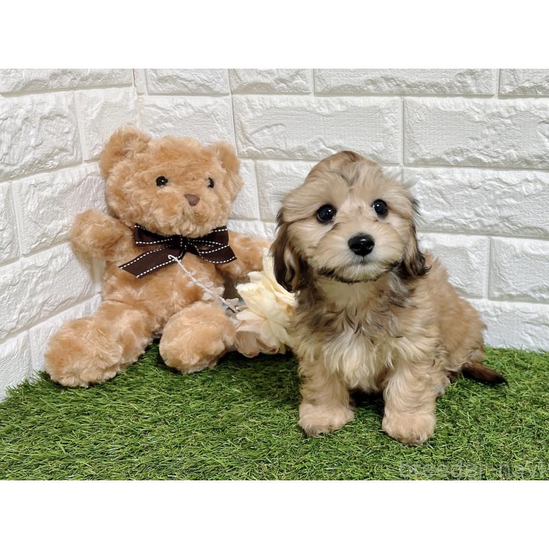 販売中の福岡県のマルックス:マルチーズ×ミニチュアダックスフンド-426473の9枚目