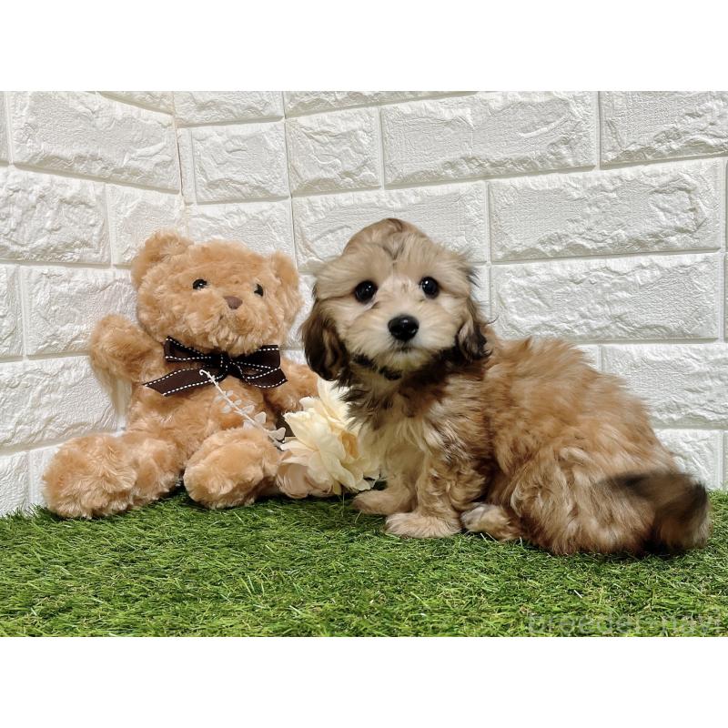 販売中の福岡県のマルックス:マルチーズ×ミニチュアダックスフンド-426473の8枚目