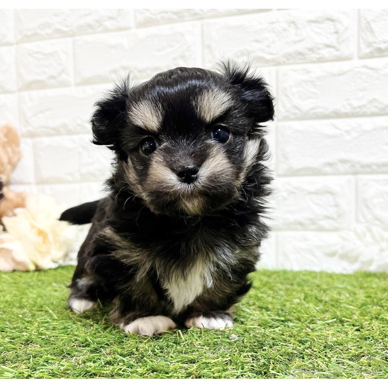 販売中の福岡県のチワマル:チワワ×マルチーズ-437197