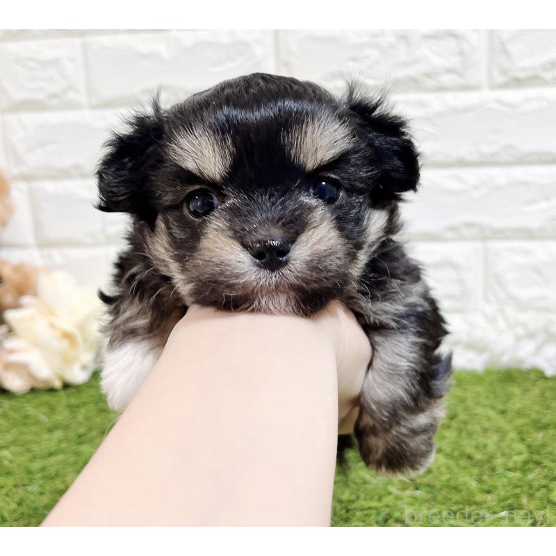 成約済の福岡県のチワマル:チワワ×マルチーズ-437197の14枚目