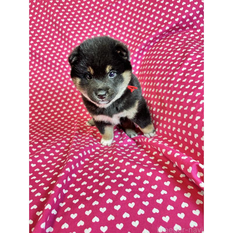 販売中の北海道の豆柴-441175の4枚目