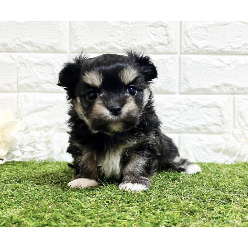 成約済の福岡県のチワマル:チワワ×マルチーズ-437197の13枚目