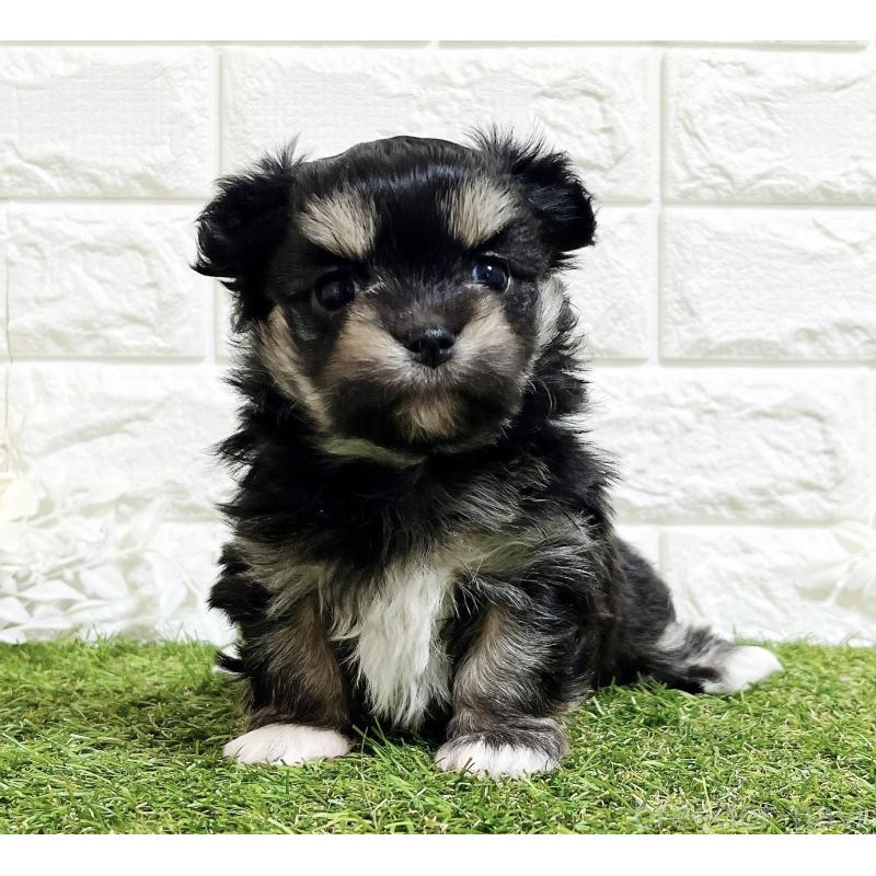 成約済の福岡県のチワマル:チワワ×マルチーズ-437197の12枚目