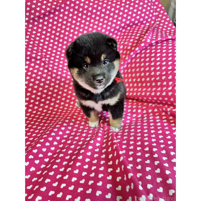 販売中の北海道の豆柴-441175の1枚目