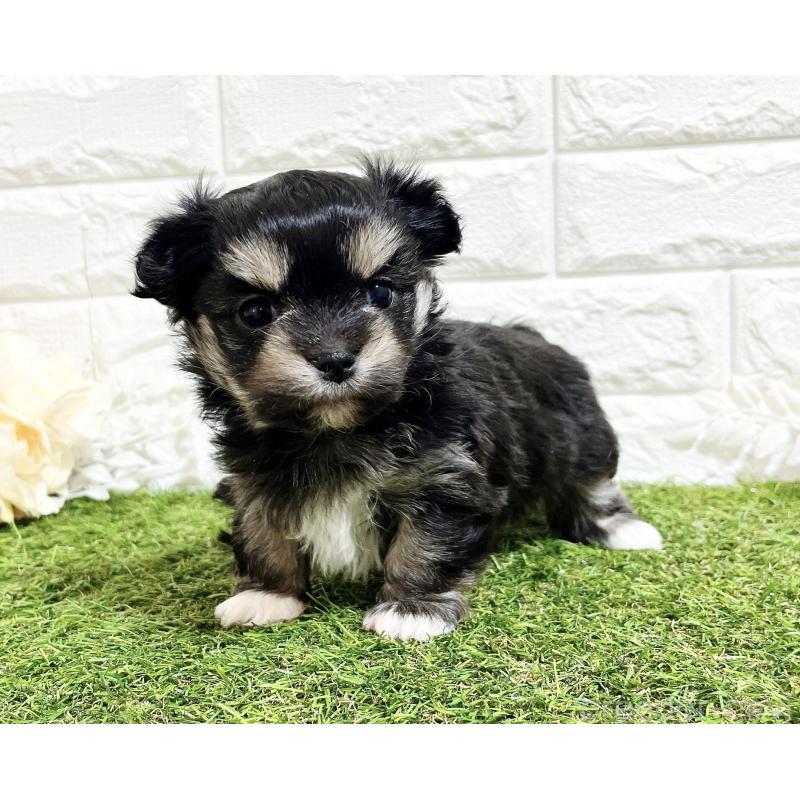 成約済の福岡県のチワマル:チワワ×マルチーズ-437197の11枚目