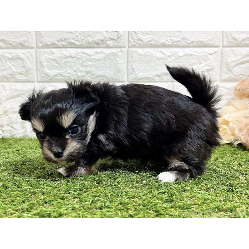 成約済の福岡県のチワマル:チワワ×マルチーズ-437197の10枚目