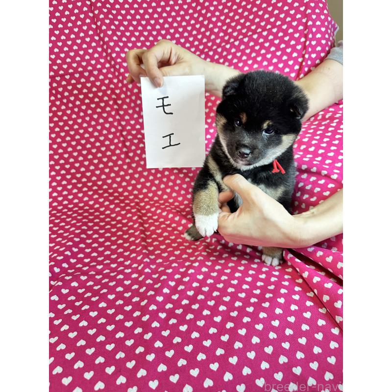 販売中の北海道の豆柴-441175の3枚目