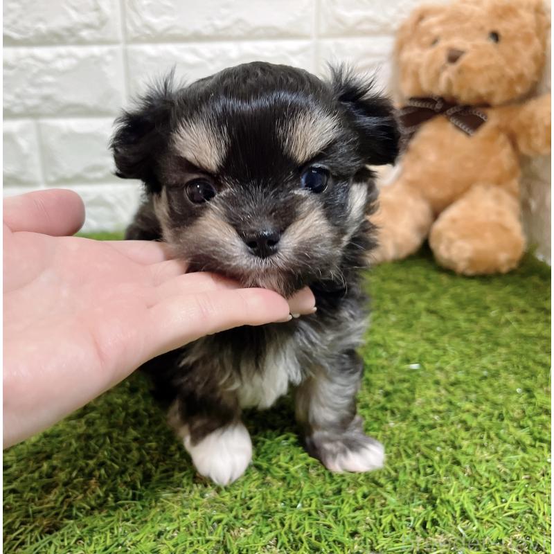 成約済の福岡県のチワマル:チワワ×マルチーズ-437197の9枚目