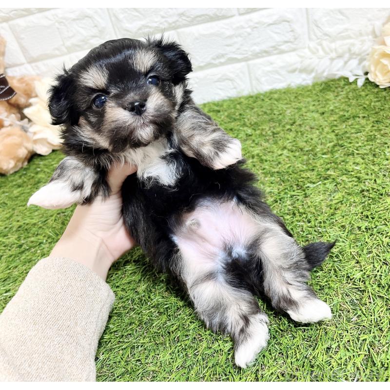 成約済の福岡県のチワマル:チワワ×マルチーズ-437197の8枚目