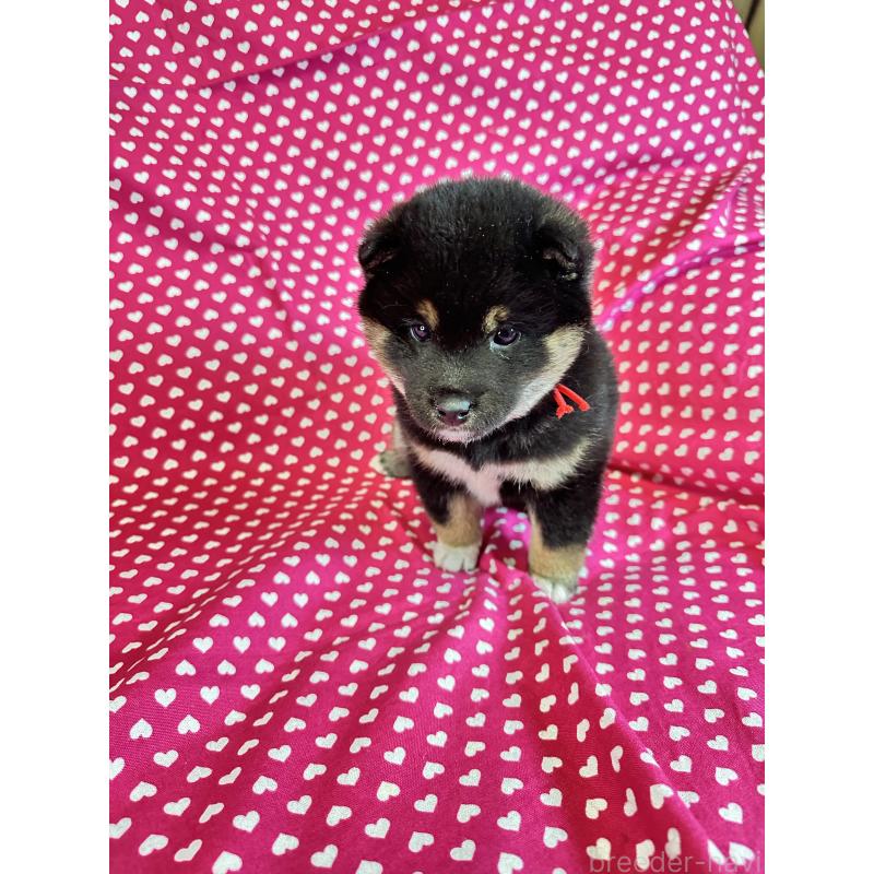 販売中の北海道の豆柴-441175の2枚目