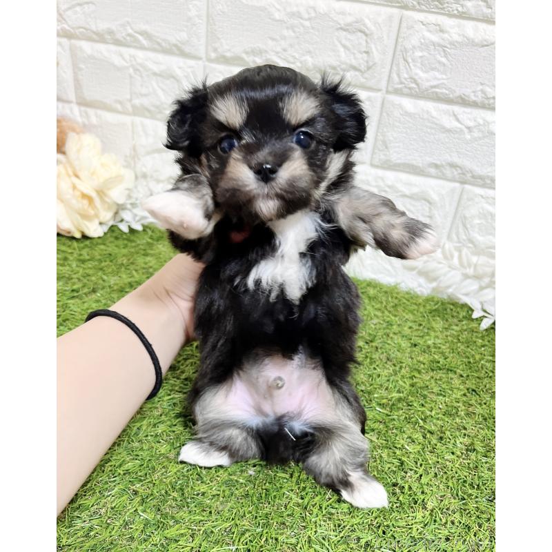 成約済の福岡県のチワマル:チワワ×マルチーズ-437197の7枚目