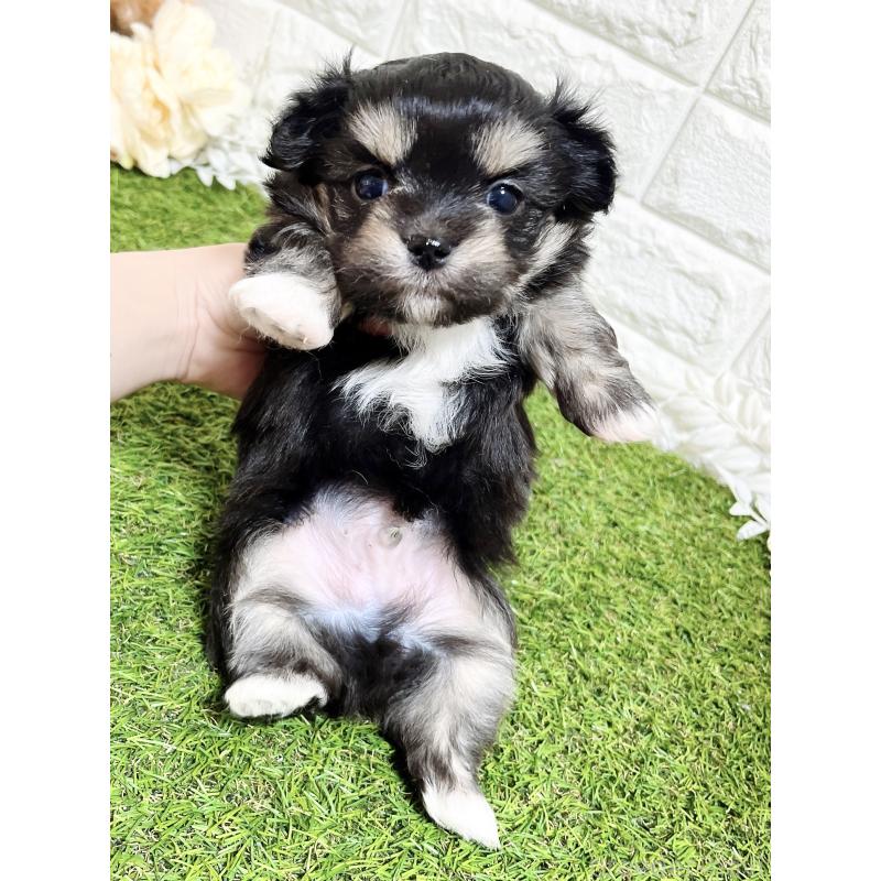 成約済の福岡県のチワマル:チワワ×マルチーズ-437197の6枚目