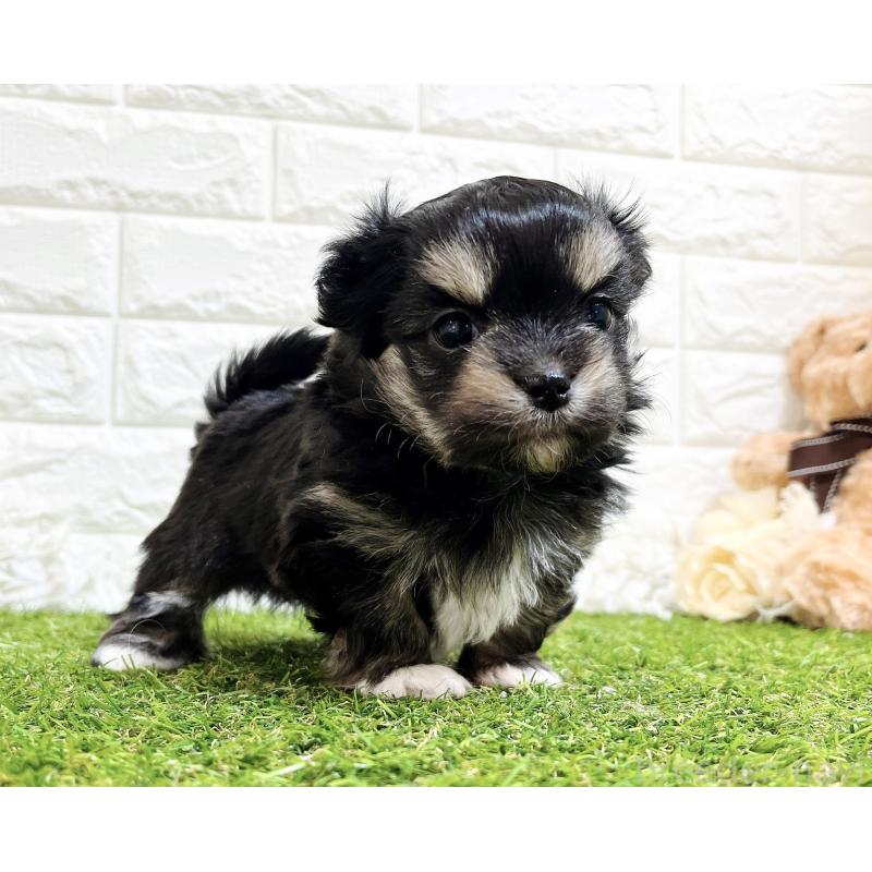 成約済の福岡県のチワマル:チワワ×マルチーズ-437197の5枚目