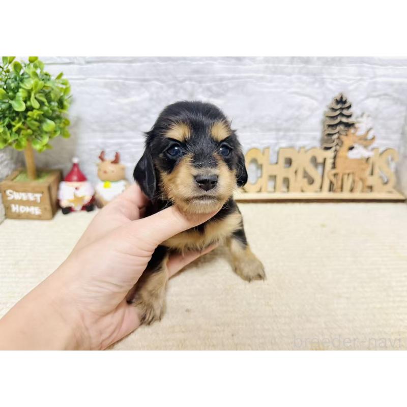 販売中の岐阜県のミニチュアダックスフンド(ロングヘアード)-441176の8枚目