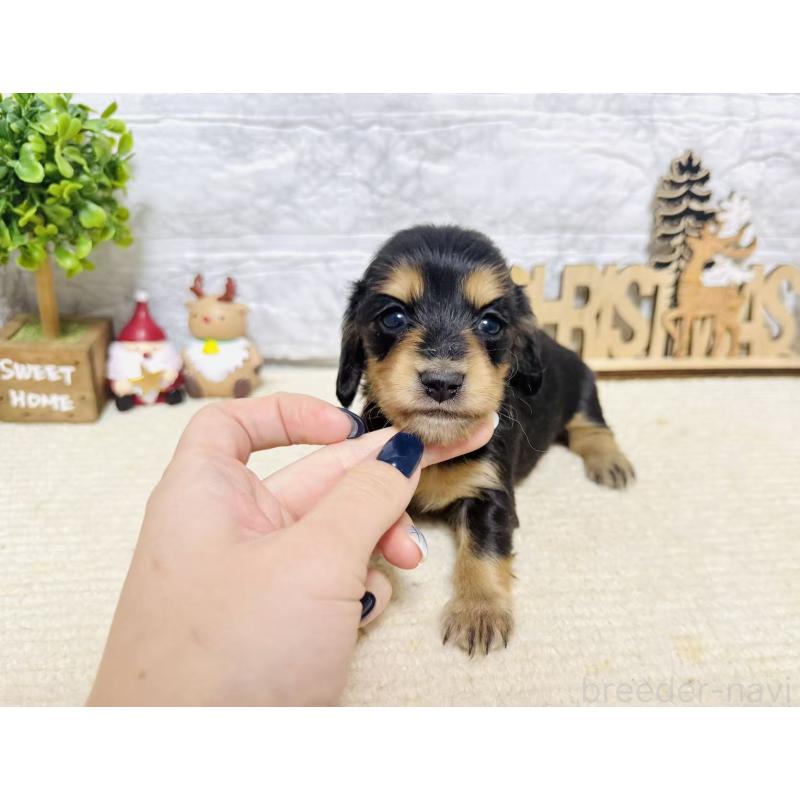 販売中の岐阜県のミニチュアダックスフンド(ロングヘアード)-441176の7枚目