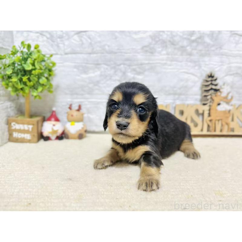 販売中の岐阜県のミニチュアダックスフンド(ロングヘアード)-441176の6枚目