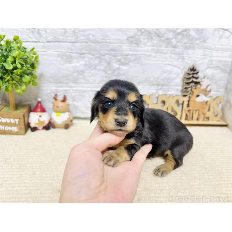 販売中の岐阜県のミニチュアダックスフンド(ロングヘアード)-441176の5枚目