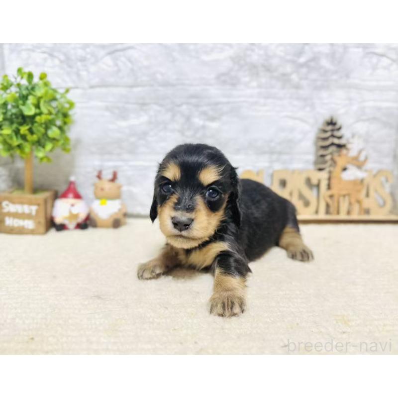 販売中の岐阜県のミニチュアダックスフンド(ロングヘアード)-441176の4枚目