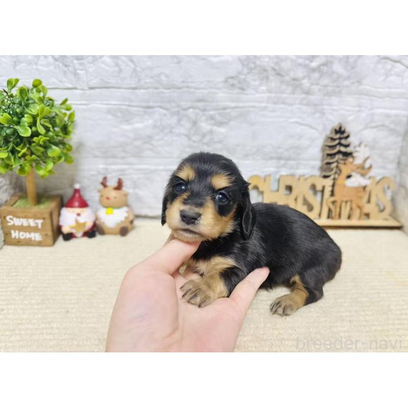 販売中の岐阜県のミニチュアダックスフンド(ロングヘアード)-441176の3枚目