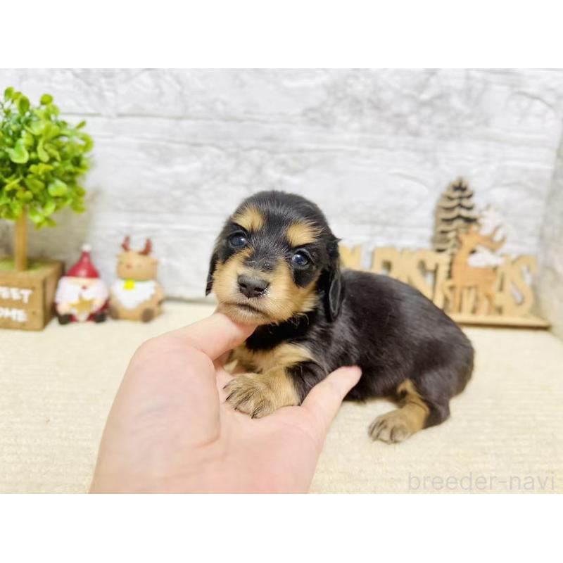 販売中の岐阜県のミニチュアダックスフンド(ロングヘアード)-441176の2枚目