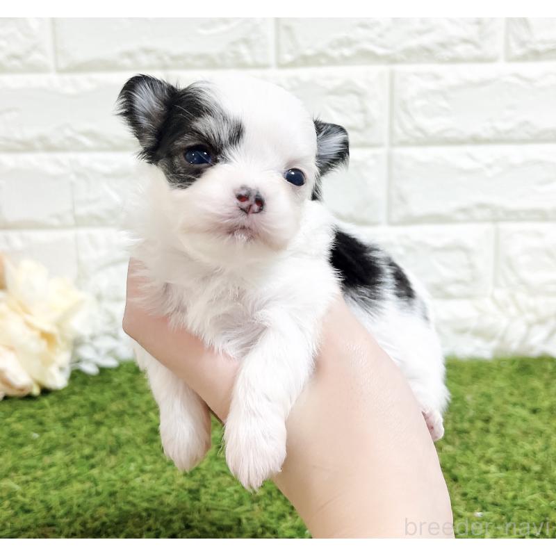 販売中の福岡県のチワマル:チワワ×マルチーズ-437201