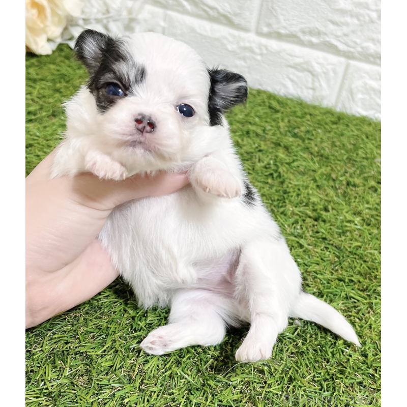 販売中の福岡県のチワマル:チワワ×マルチーズ-437201の13枚目