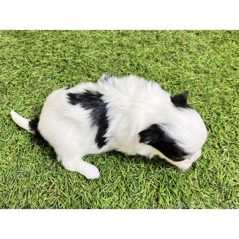 販売中の福岡県のチワマル:チワワ×マルチーズ-437201の11枚目