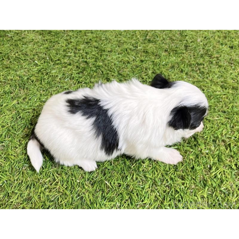 販売中の福岡県のチワマル:チワワ×マルチーズ-437201の10枚目