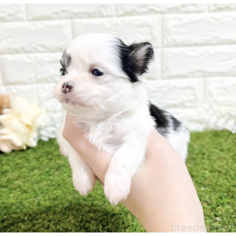 販売中の福岡県のチワマル:チワワ×マルチーズ-437201の9枚目