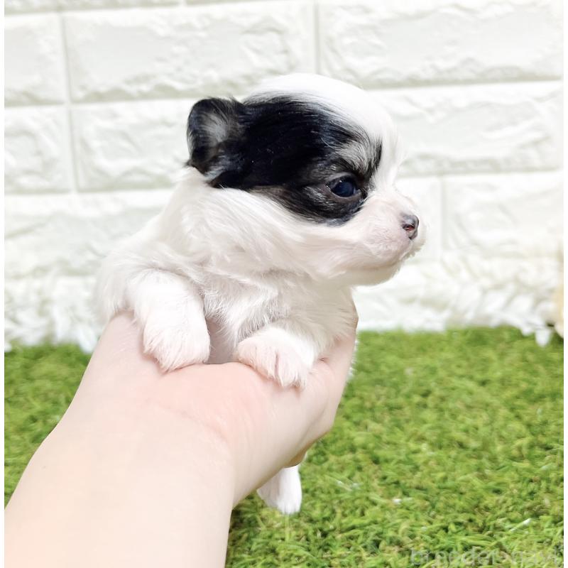 販売中の福岡県のチワマル:チワワ×マルチーズ-437201の8枚目