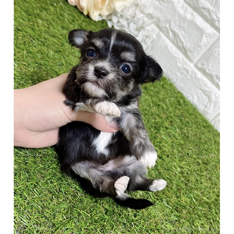 販売中の福岡県のチワマル:チワワ×マルチーズ-437199の11枚目