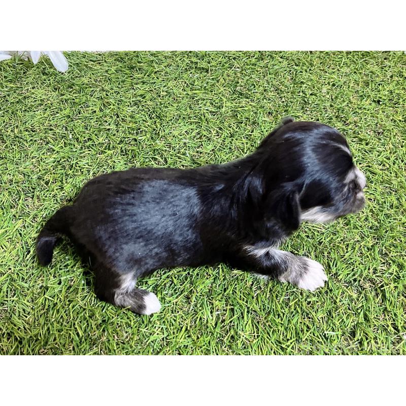 販売中の福岡県のチワマル:チワワ×マルチーズ-437199の9枚目