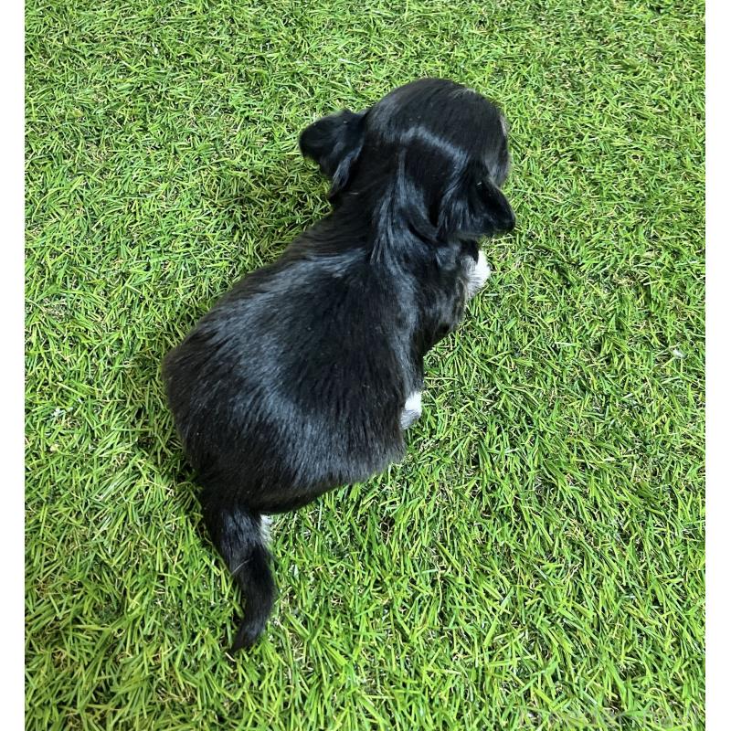 販売中の福岡県のチワマル:チワワ×マルチーズ-437199の8枚目