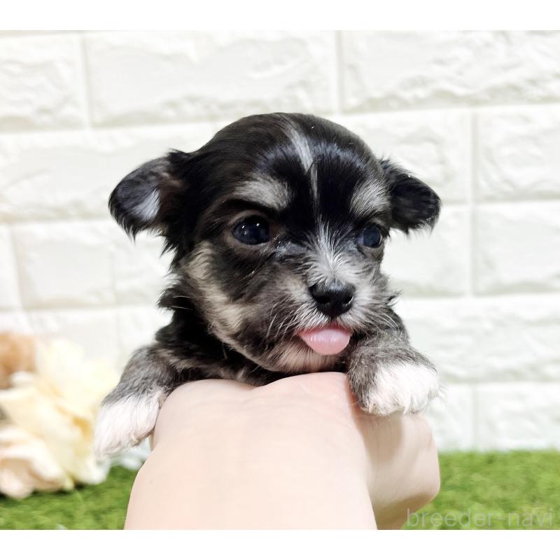 販売中の福岡県のチワマル:チワワ×マルチーズ-437199の7枚目