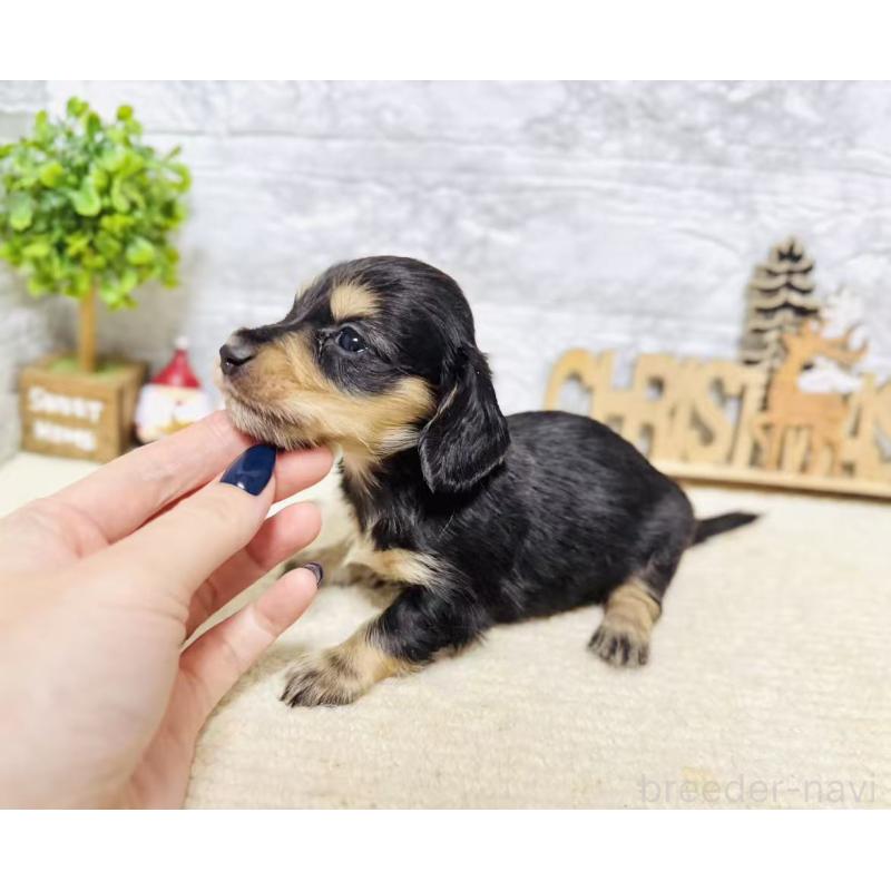 販売中の岐阜県のミニチュアダックスフンド(ロングヘアード)-441178の8枚目