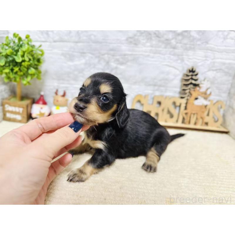 販売中の岐阜県のミニチュアダックスフンド(ロングヘアード)-441178の7枚目