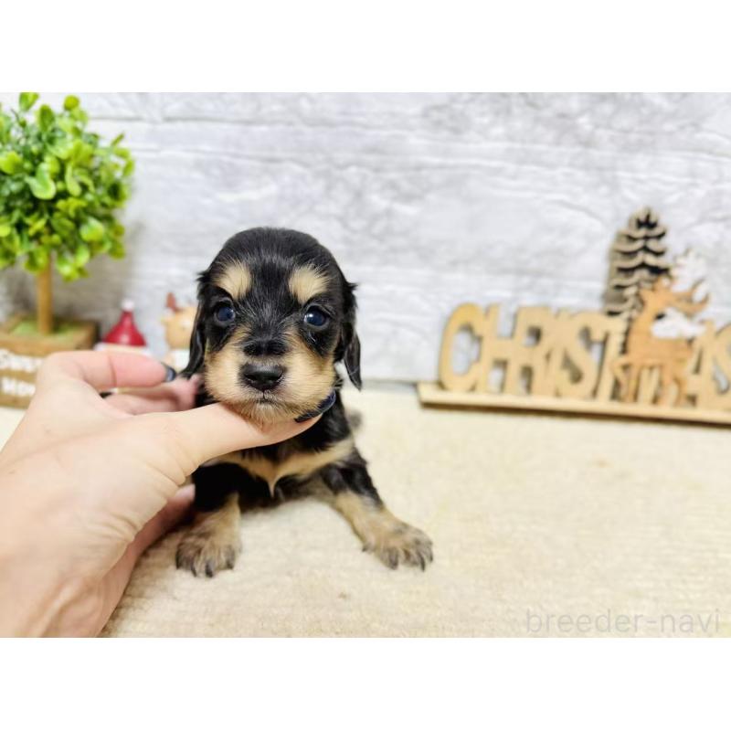 販売中の岐阜県のミニチュアダックスフンド(ロングヘアード)-441178の6枚目