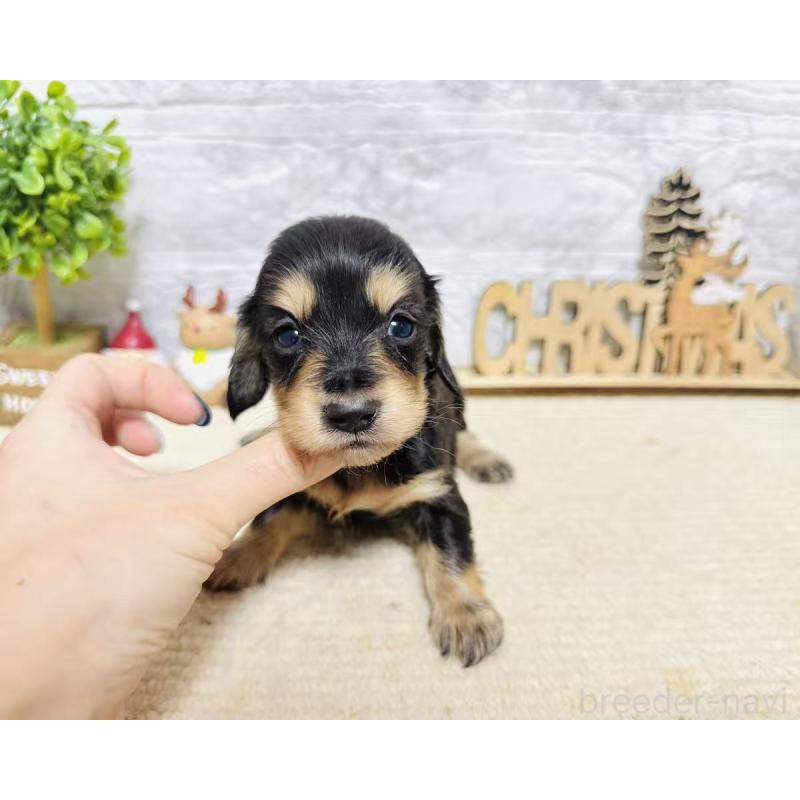 販売中の岐阜県のミニチュアダックスフンド(ロングヘアード)-441178の4枚目