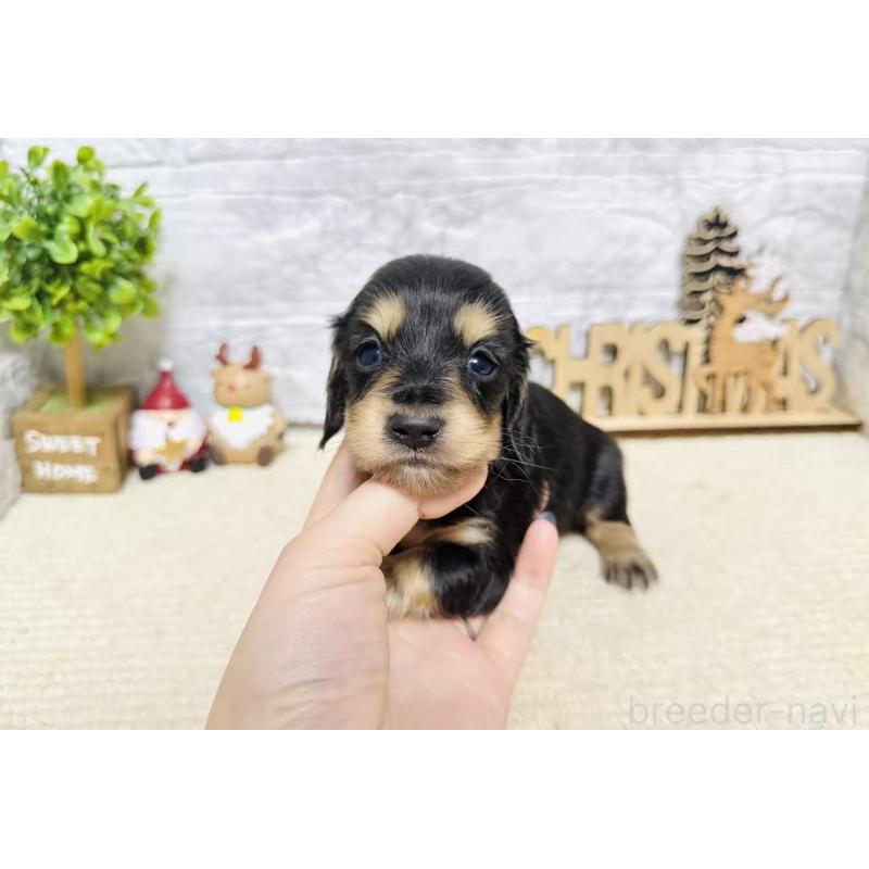 販売中の岐阜県のミニチュアダックスフンド(ロングヘアード)-441178の3枚目